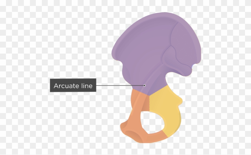 1 - Auricular Surface Of Pelvis #1761128