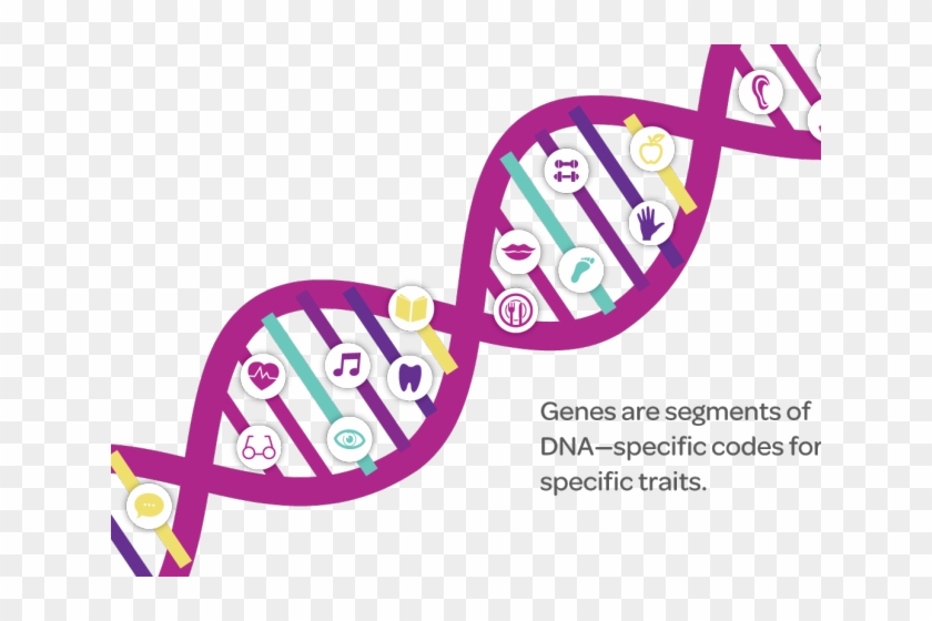 Twins Clipart Genetic Trait - Twins Clipart Genetic Trait #1761155