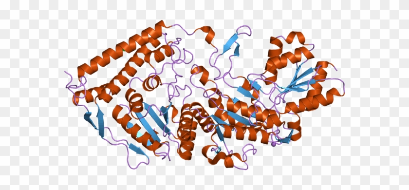 Pyruvate Dehydrogenase Beta - Branched Chain Amino Acid Dehydrogenase Enzyme Complex #1761659