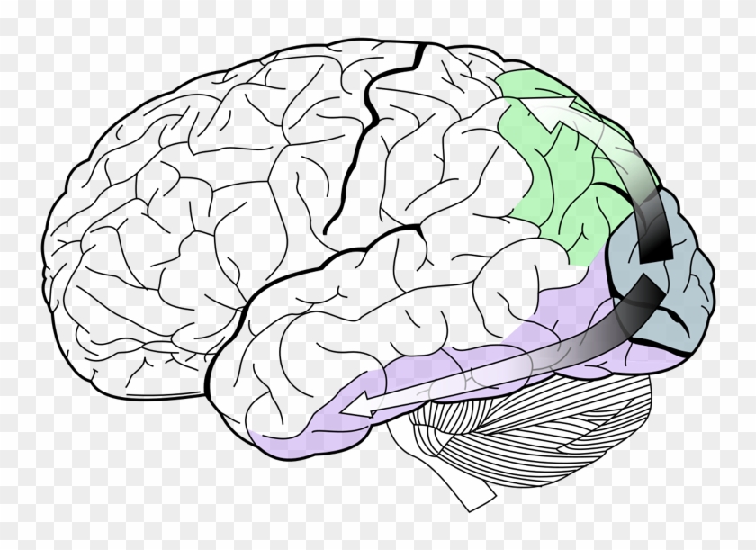 Brain's Visual Pathway - Lobes Of The Brain #1761660