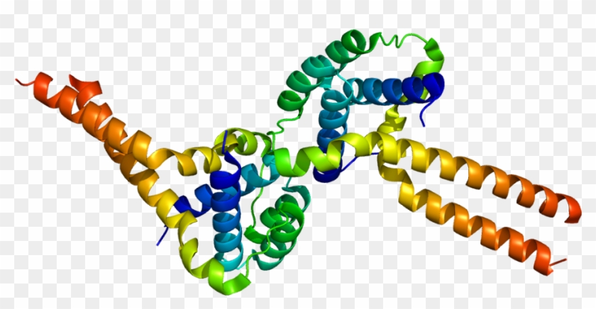 Lis1 Gene #1761668