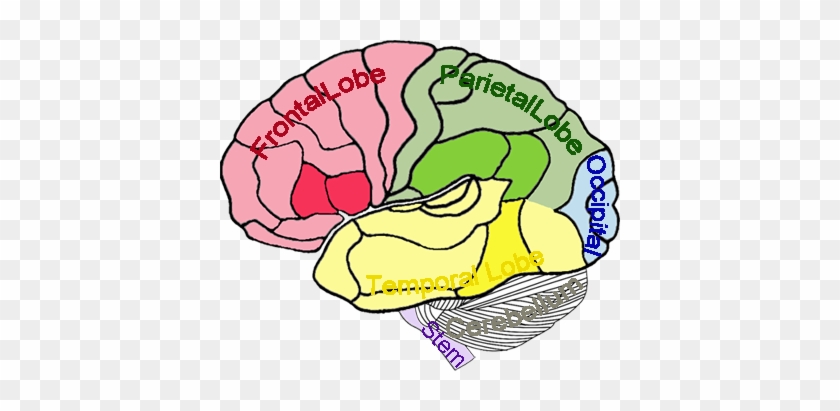 Brain - Part Of The Brain Develops First #1761706
