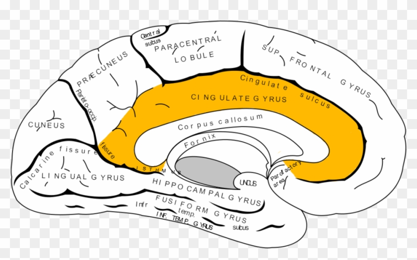 Gray727 Cingulate Gyrus - Emotional Center Of Your Brain #1761710