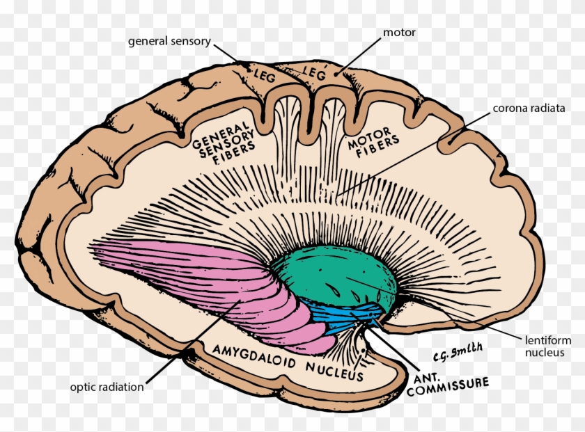 Subcortical Fibers #1761712