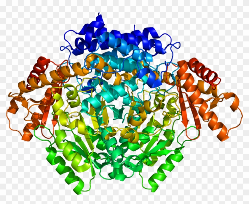 Protein Gad1 Pdb 2okj - Gad Structure #1761716