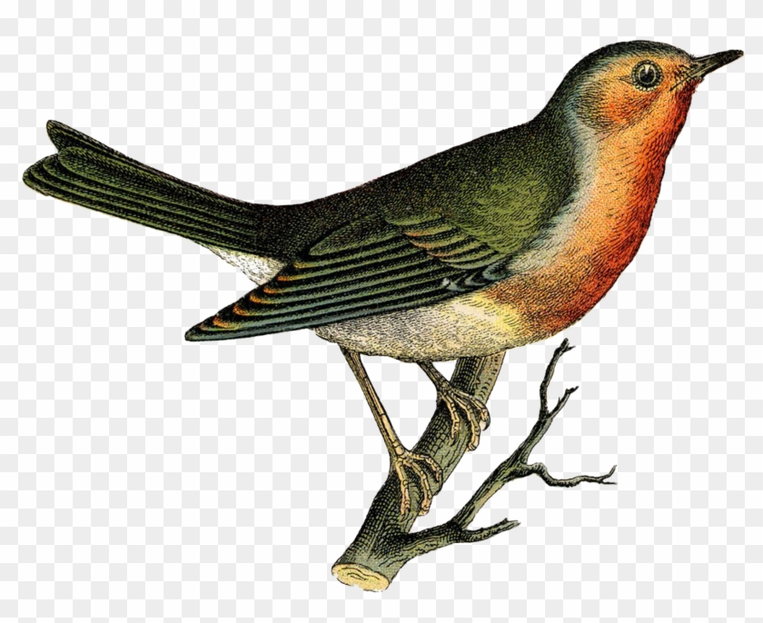 Vintage Robin Bird Clip Art - Vintage Bird #1761769