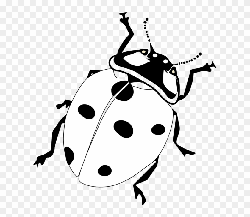 615 X 650 4 - Ladybird Black And White #1761824