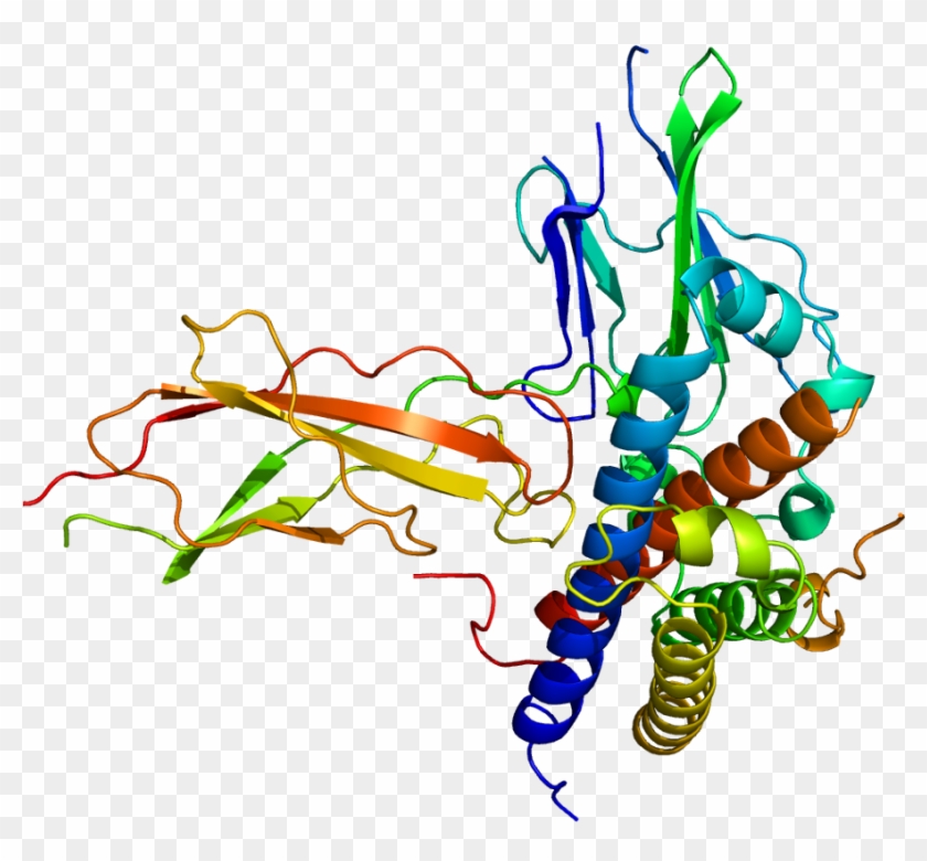 Tgf Beta Signaling Pathway Animation Wallpaper - Bovine Growth Hormone Structure #1762104