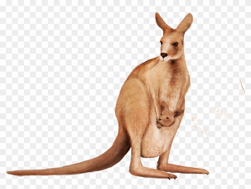Clip Art Wallaby Animal Transprent Png - Kangaroo With Transparent Background #1762182