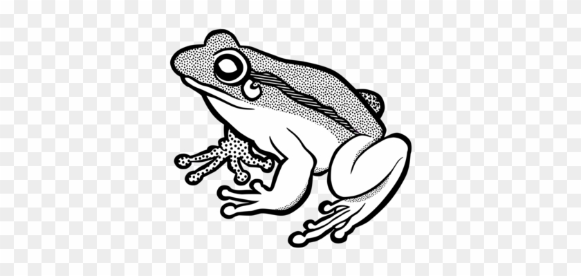 The Tree Frog Amphibian - Frog Drawing Black And White #1762474