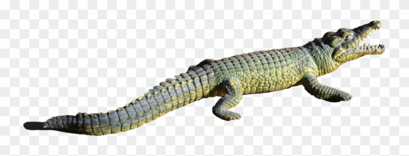 Transparent Png Clipart Psd - Alligator Transparent #1762536