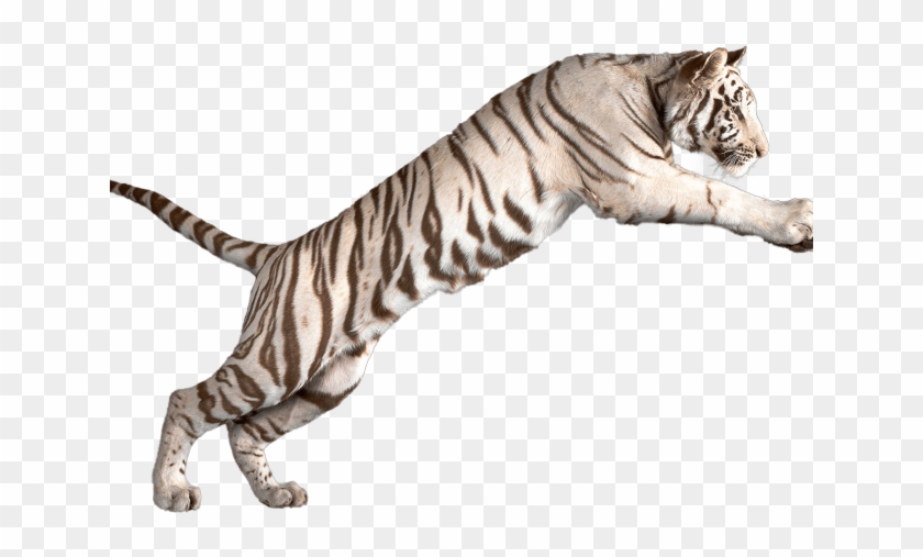 White Tiger Clipart Wild Animal - White Tiger Transparent Background #1762573