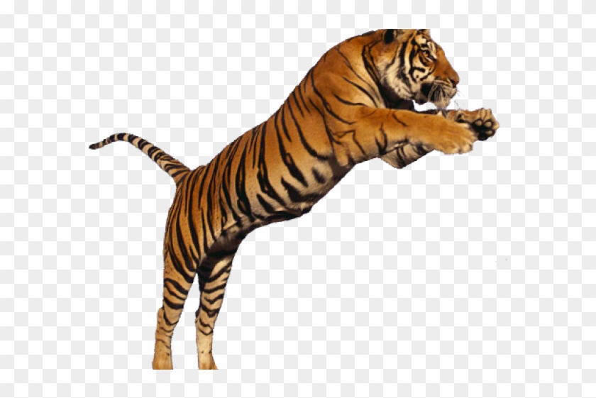 White Tiger Clipart Tiger Leaping - Transparent Tiger Png #1762580