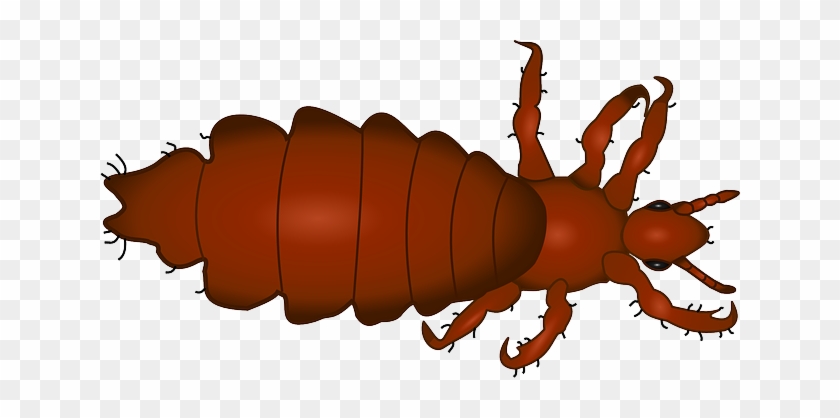 Meldepflichtige Krankheit - Louse Png #1762898