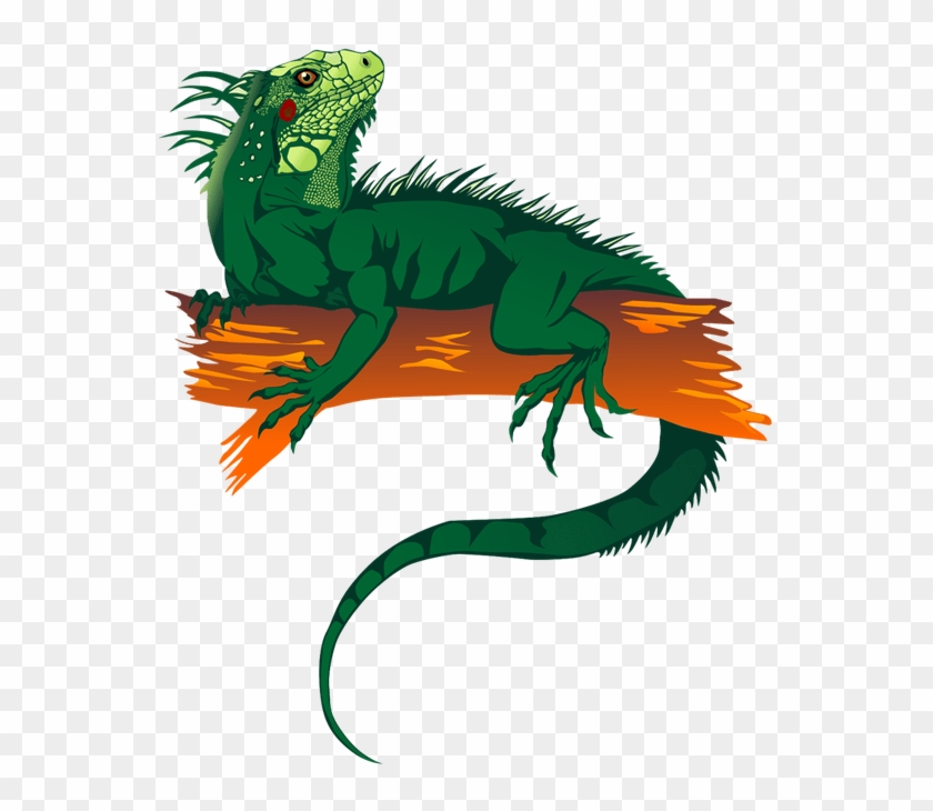 600 X 716 5 - Iguana Clipart Png #1764209