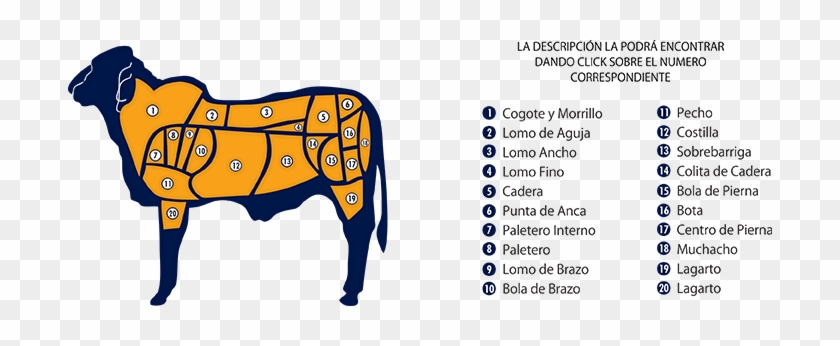 Cortes De Bovino Cortes De Carne - Cortes De Bovino Cortes De Carne #1764306