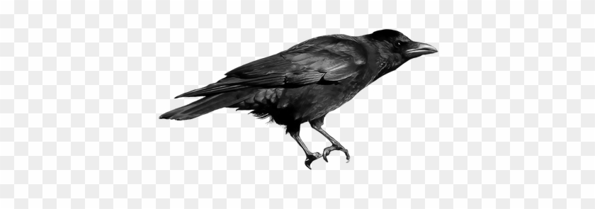 Black Bird Clipart - Cuervos Png #1764342