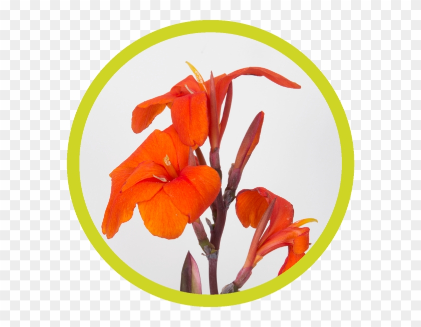 Png Library Drawing Lily Canna - Lily #1764347