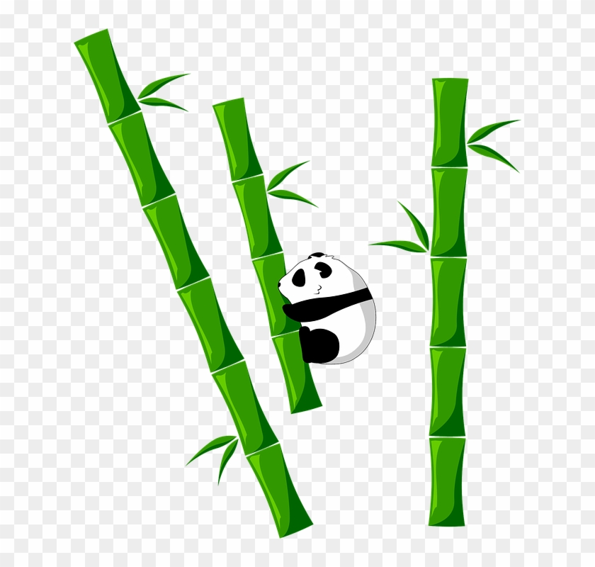 Durante La Primavera - Imagen De Un Bambú #1764818