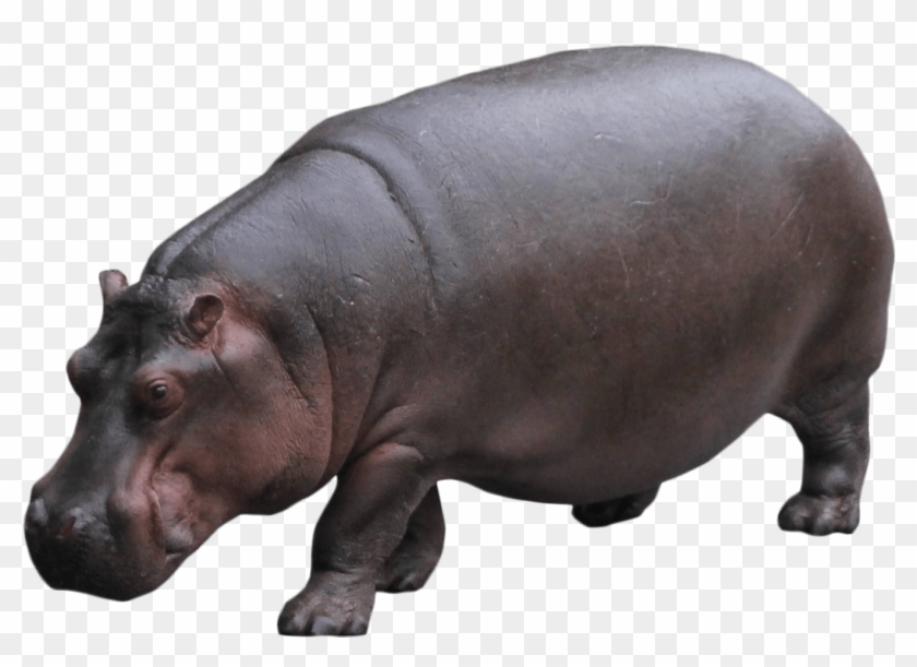 Free Transparent Cc0 - Hippo With No Background #1765355