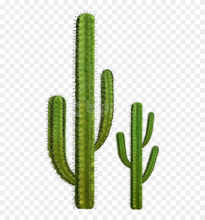 Free Png Download Cactus Clipart Png Photo Png Images - Transparent Background Cactus Png #1765748