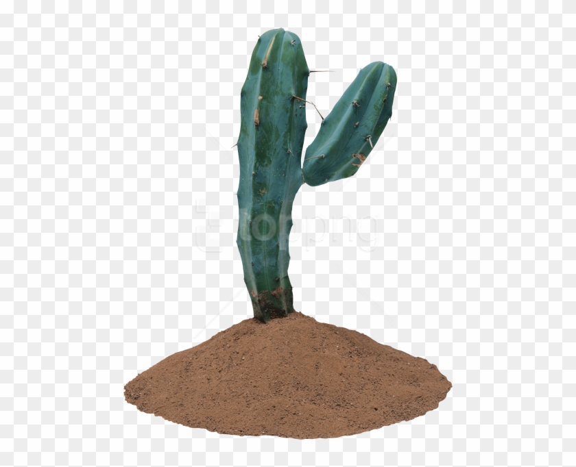 Free Png صبار Png Images Transparent - Cactus Jpeg #1765749
