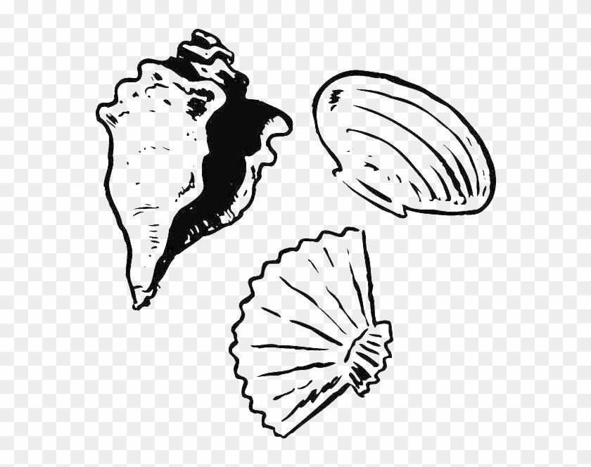 Clam Drawing Oyster - Clam Drawing Oyster #1766349