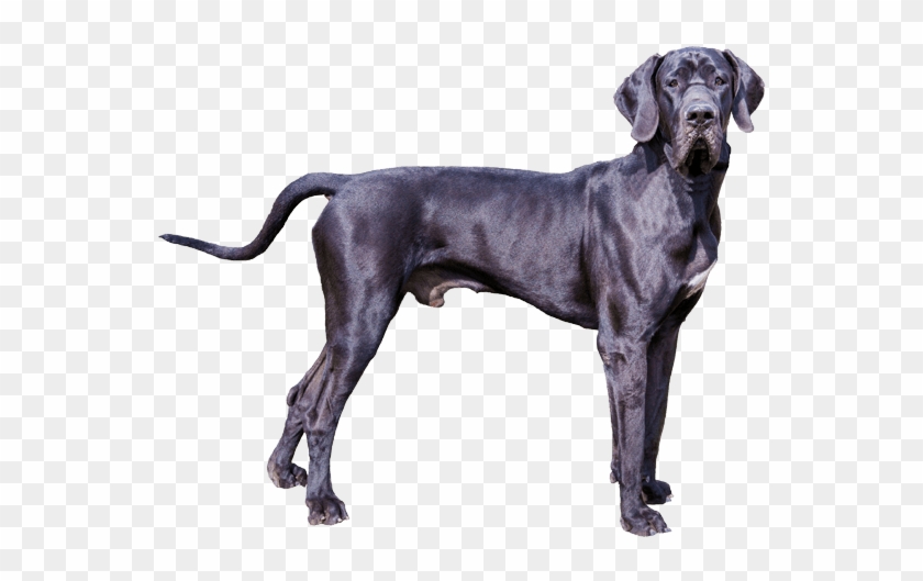 Great Dane Clipart Transparent - Great Dane Clipart Transparent #1766371