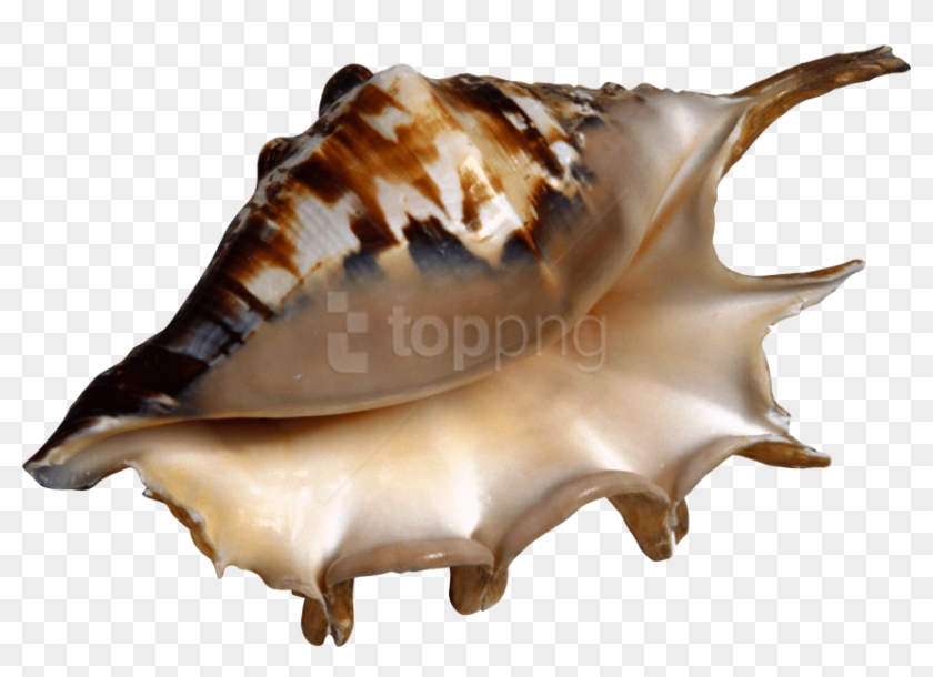 Free Png Download Conch Clipart Png Photo Png Images - Free Png Download Conch Clipart Png Photo Png Images #1767207