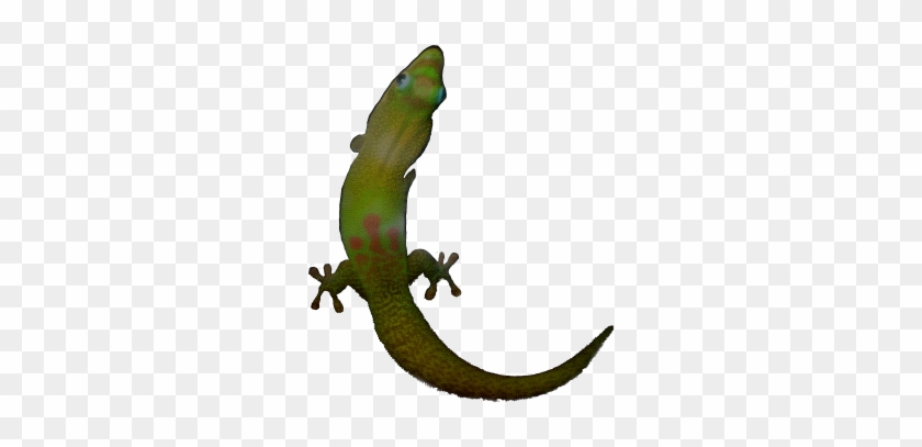 Day Gecko - - Day Gecko - #1767659
