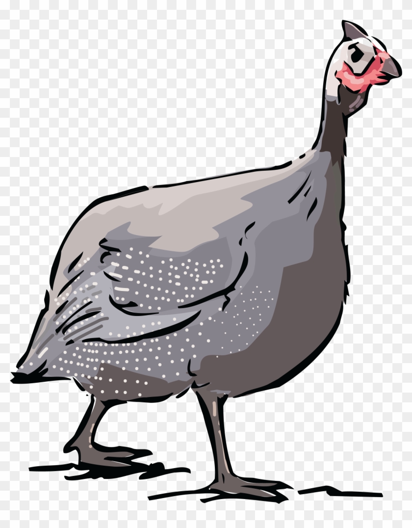 Free Clipart Of A Guinea Fowl Bird - Drawing #267960