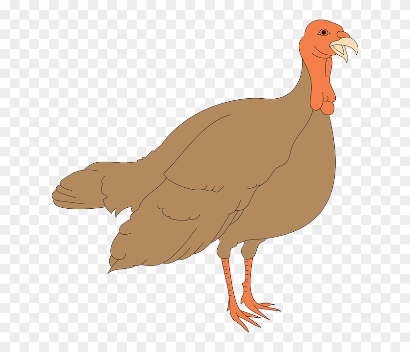 Thanksgiving, Turkey, Bird, Wings , Clipart - Turkey Hen Clipart #268673
