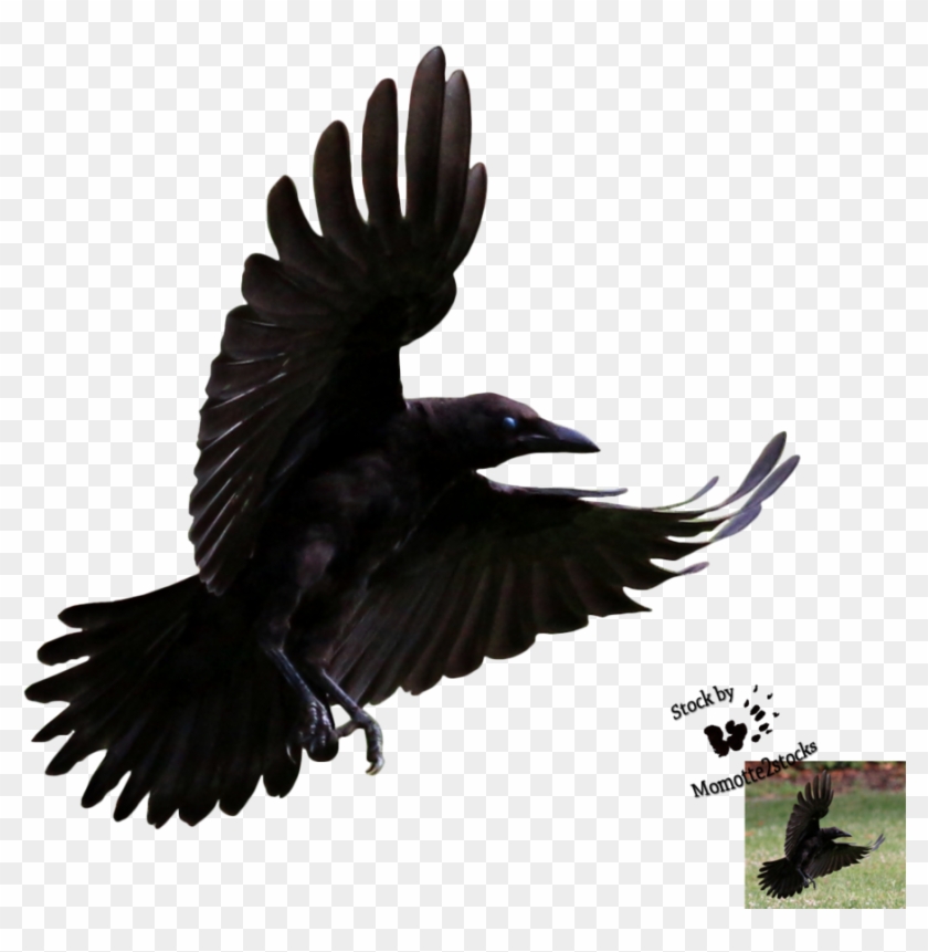 Crow Png - 1000 Pics - Crow Flying #268703