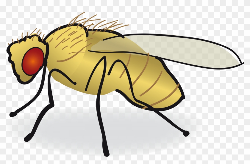 Common Fruit Fly Drawing Clip Art - Common Fruit Fly Drawing Clip Art #270195