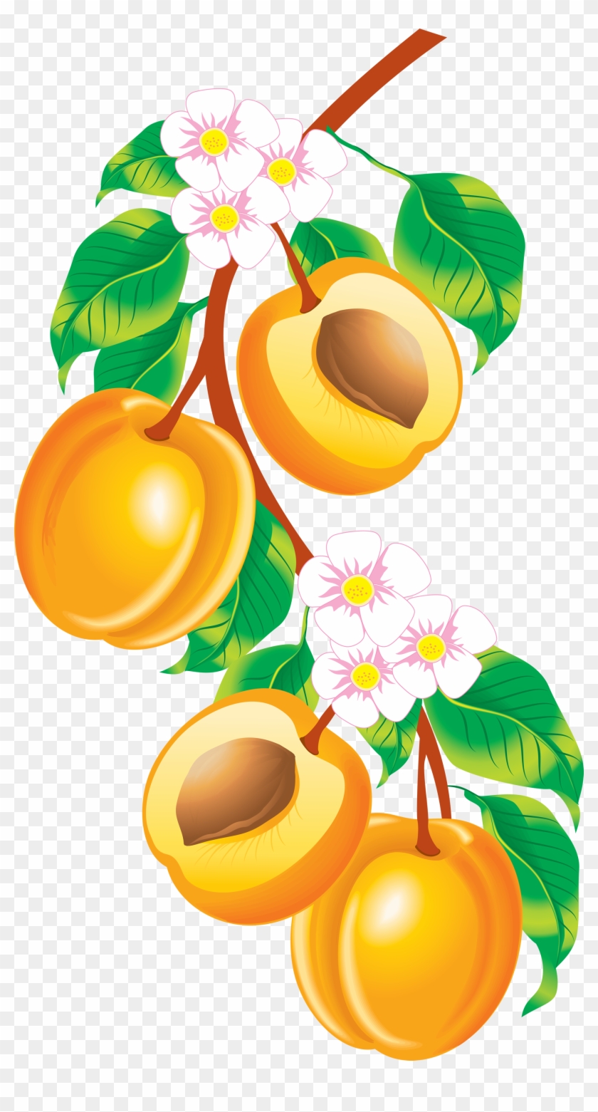 Peach Fruit Clipart - Apricot Vector #270222