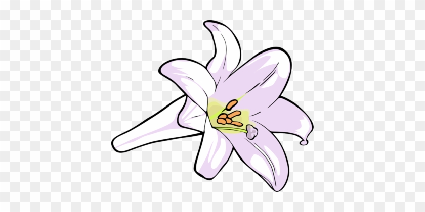 Lily Clip Art - Clip Art Of Lily #44880