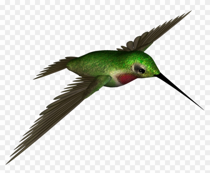 Free High Resolution Graphics And Clip Art - Hummingbird .png #45563