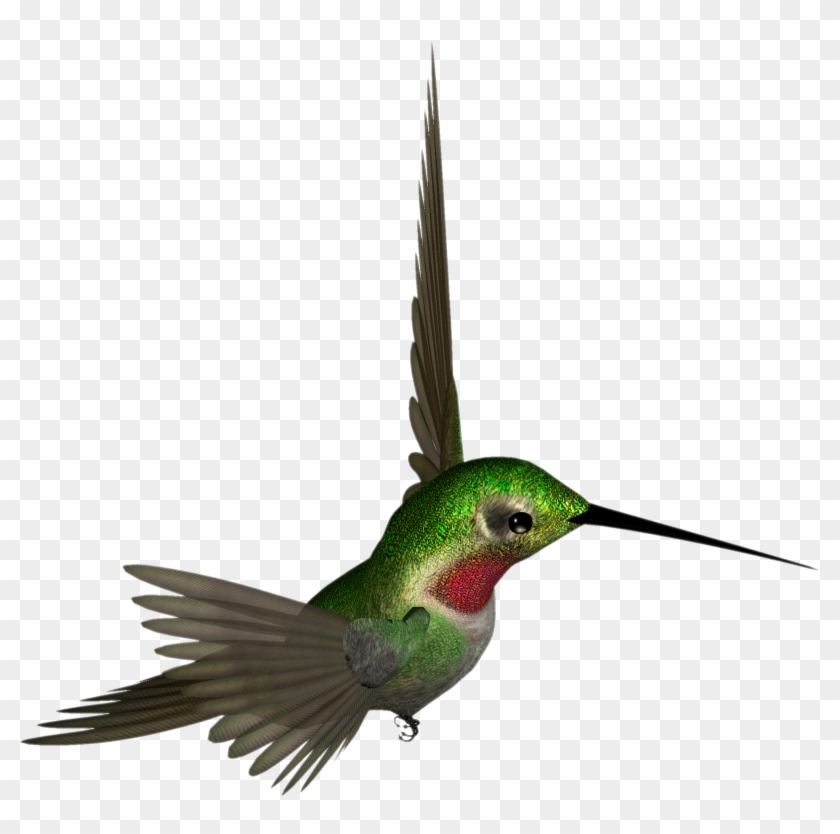 Free High Resolution Clip Art - Hummingbird Clipart #45591