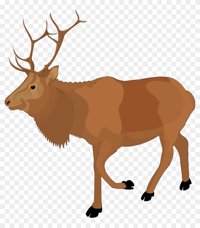 Real Reindeer Clipart #46254