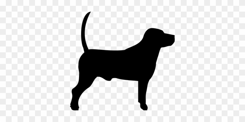 Dog Bigiel Doggy Animal Breed Puppy Animal - Beagle #46341