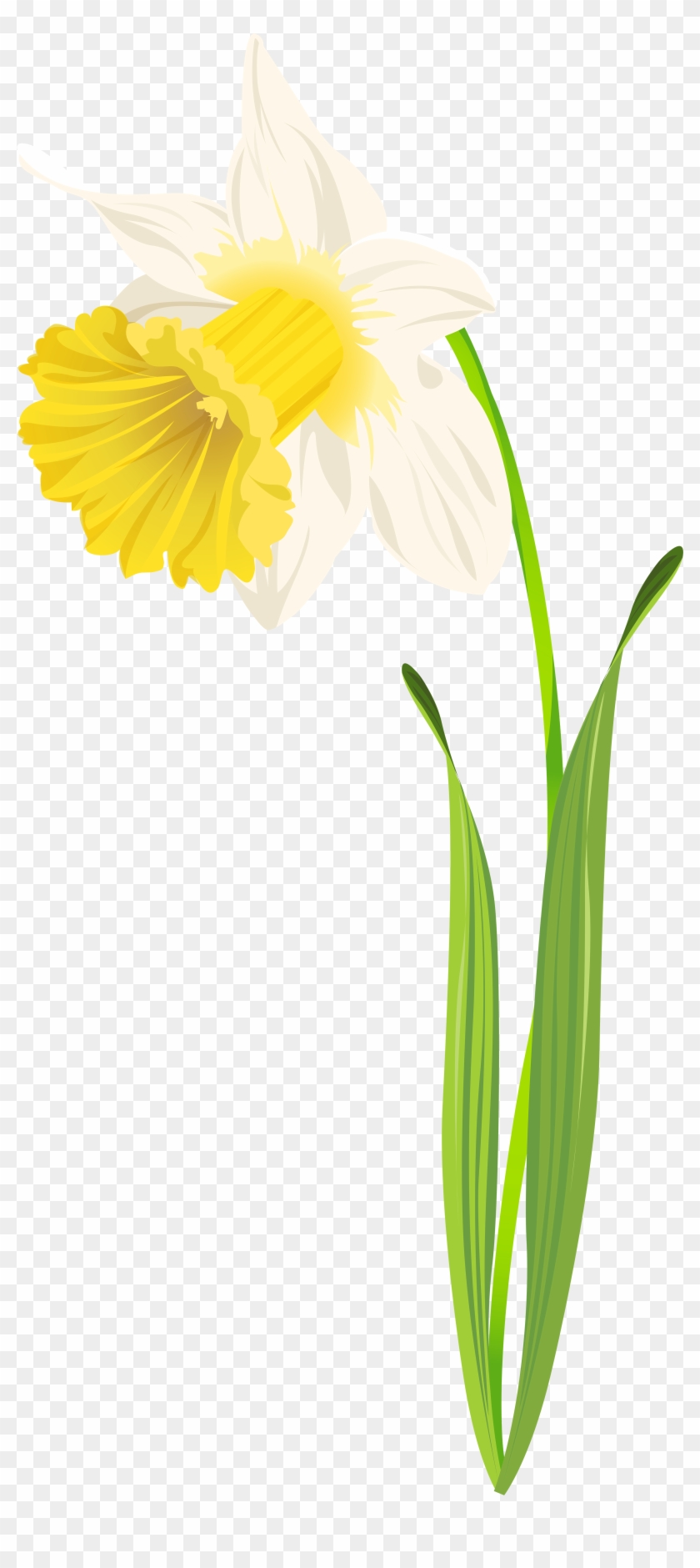 Daffodil Png Clip Art Image - Clip Art #47088