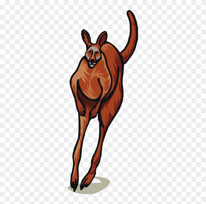 Kangaroo Hopping - Kangaroo #47507