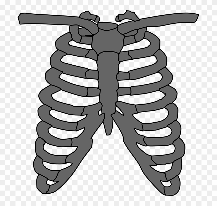 Ribcage Skeleton Clipart, Explore Pictures - Göğüs Kafesi #48542