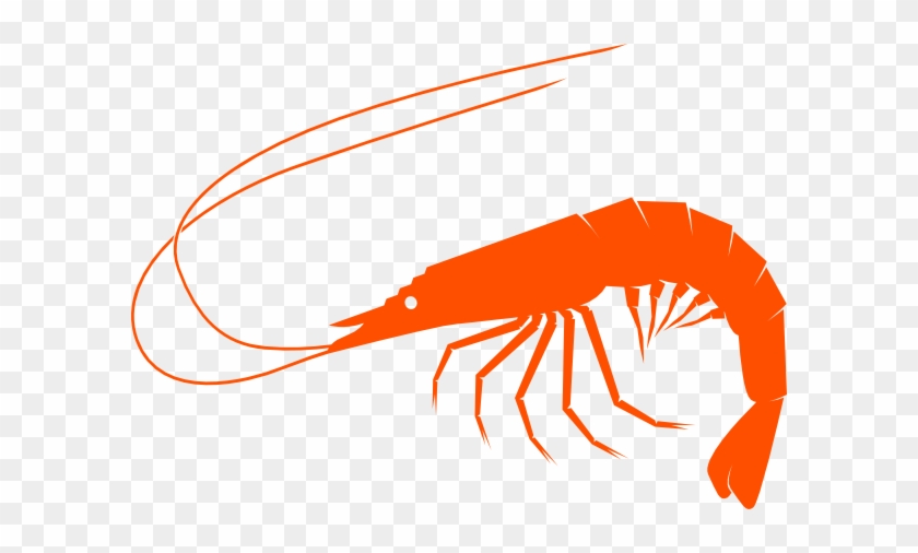 Shrimp Clipart #48553