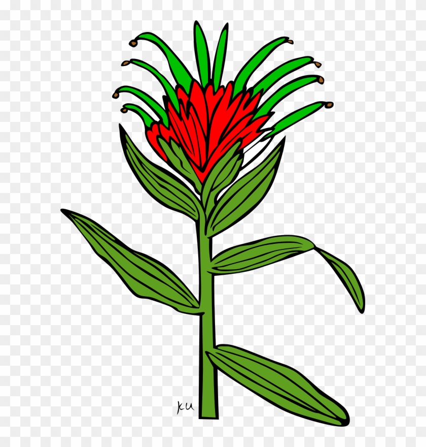 Open Clip Art - Indian Paintbrush Flower Coloring Page #48653