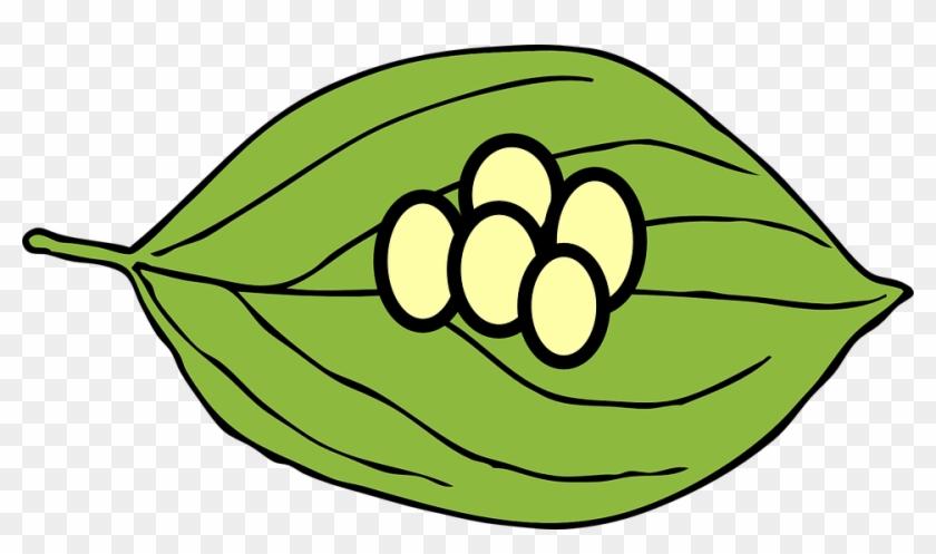 Clip Art Of Butterfly Eggs On Leaves - Butterfly Egg On Leaf #48907
