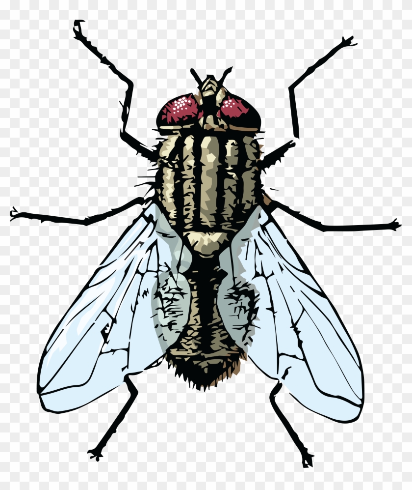 Free Clipart Of A House Fly - Clipart Of A Fly #49064