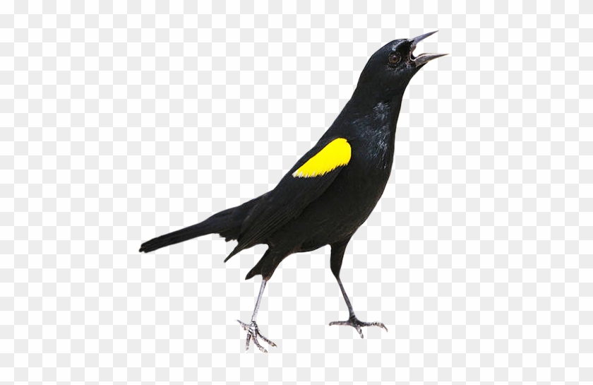 Robin Clipart - Yellow Shouldered Blackbird Gif #49823