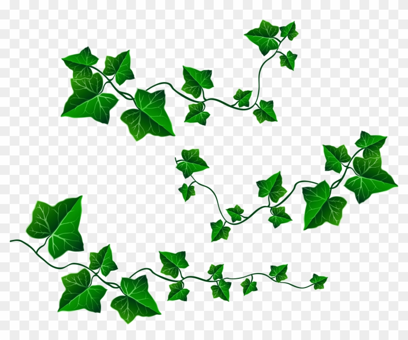 How To Draw Ivy Leaves