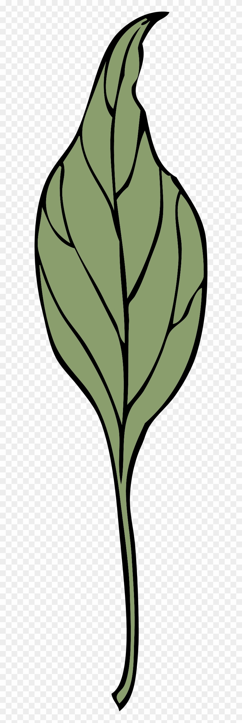 Ivy Leaf - Clip Art #51100